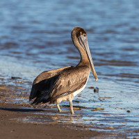 Brown Pelican